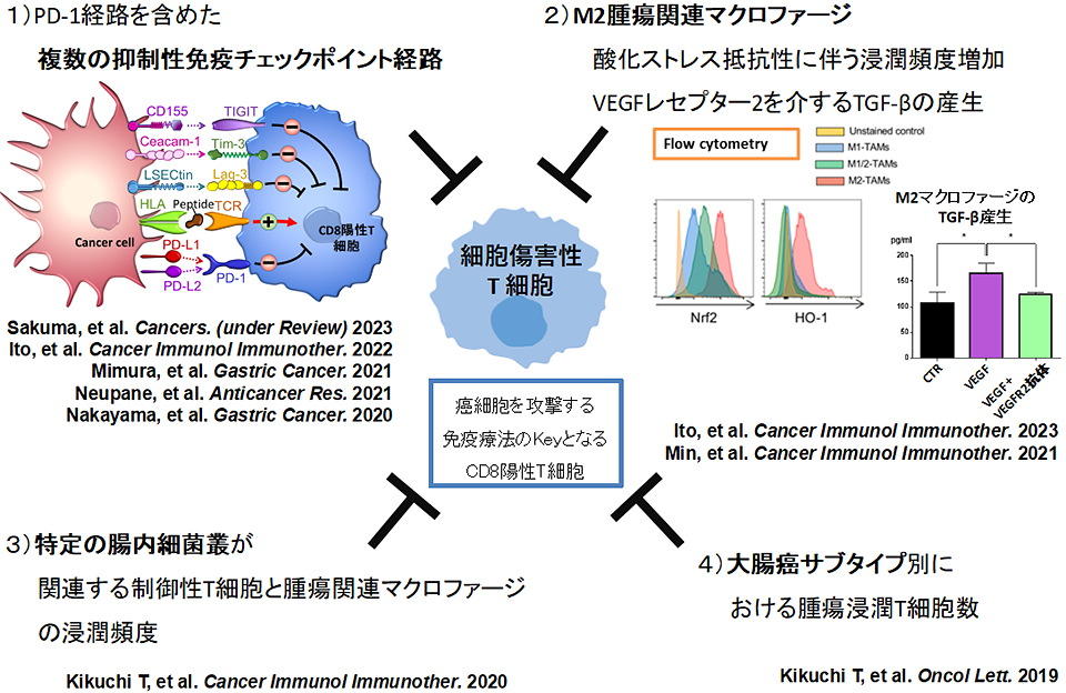 腫瘍微小環境におけるT細胞の抑制機構についての研究