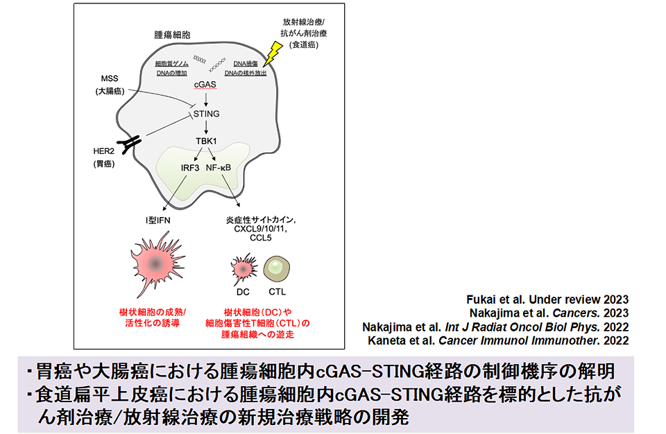 腫瘍細胞内cGAS-STING経路を標的とした研究