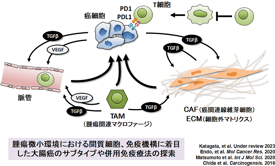 大腸癌の腫瘍微小環境
