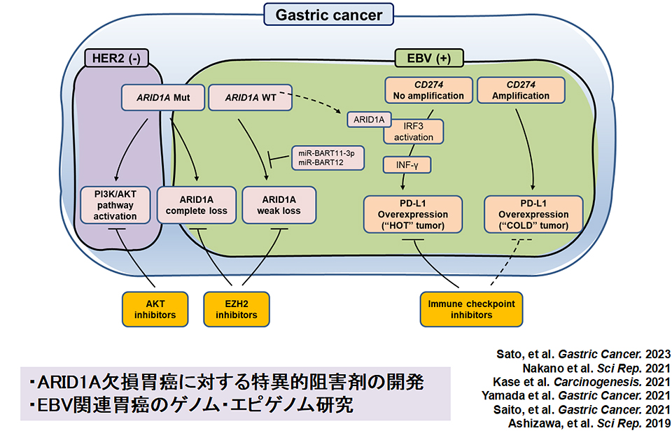 胃癌のトランスレーショナル研究